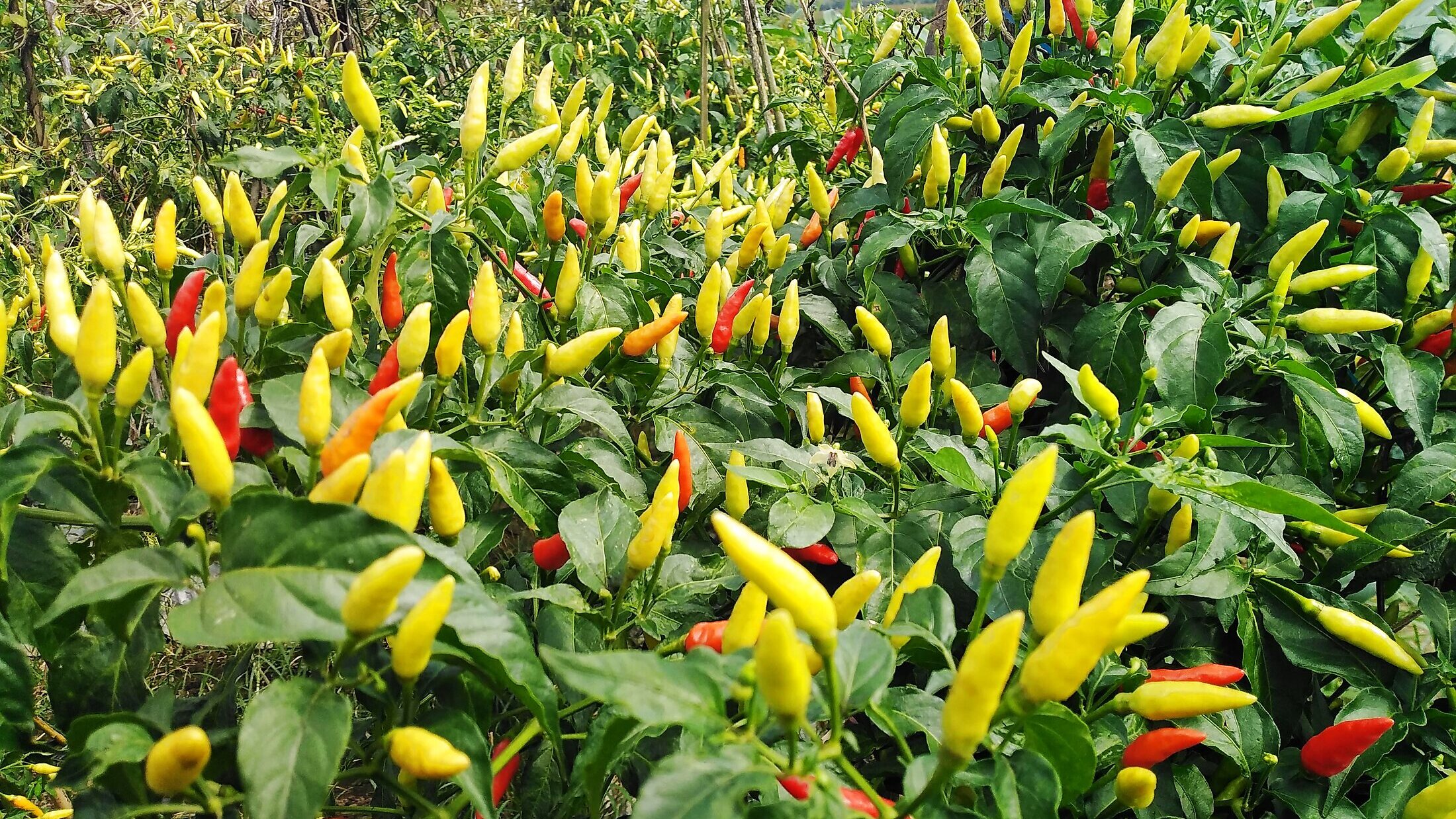 HARAKA SEED crops — Horticultural Seed Producer