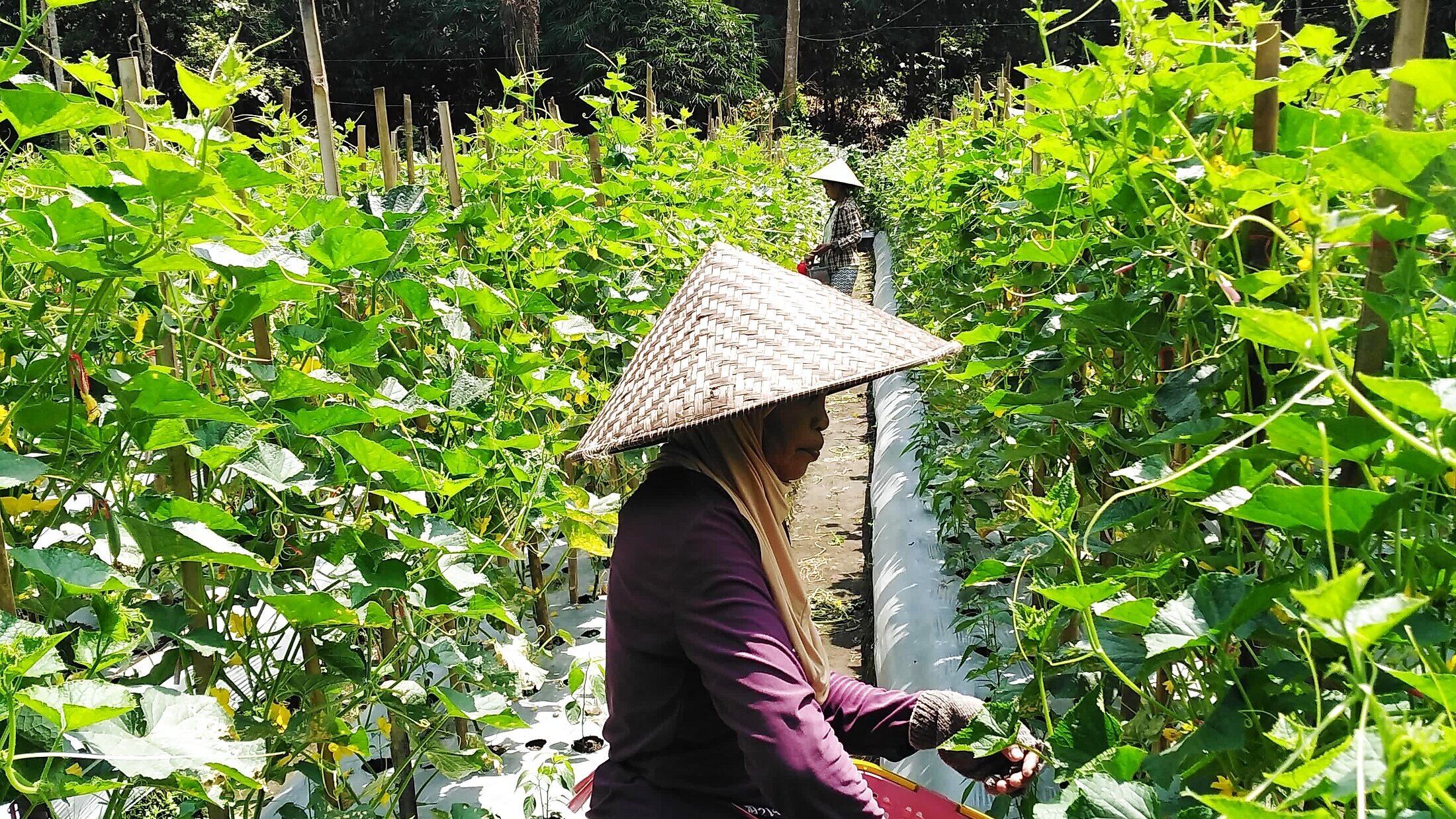 HARAKA SEED crops — Growing Together with Indonesian Farmers