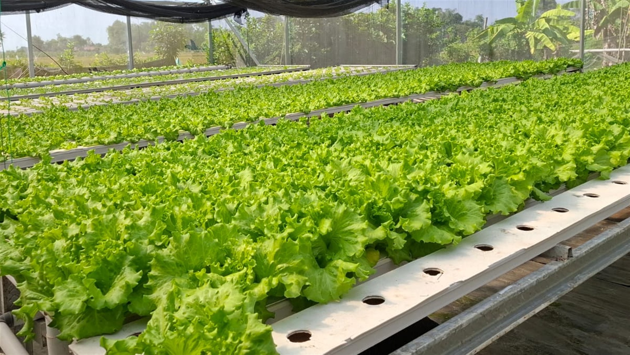 HARAKA SEED crops — The Farmers' Seed of Choice